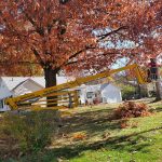 Tree Pruning and Trimming in The Fall