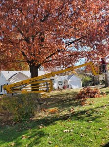 Read more about the article Tree Pruning and Trimming in The Fall