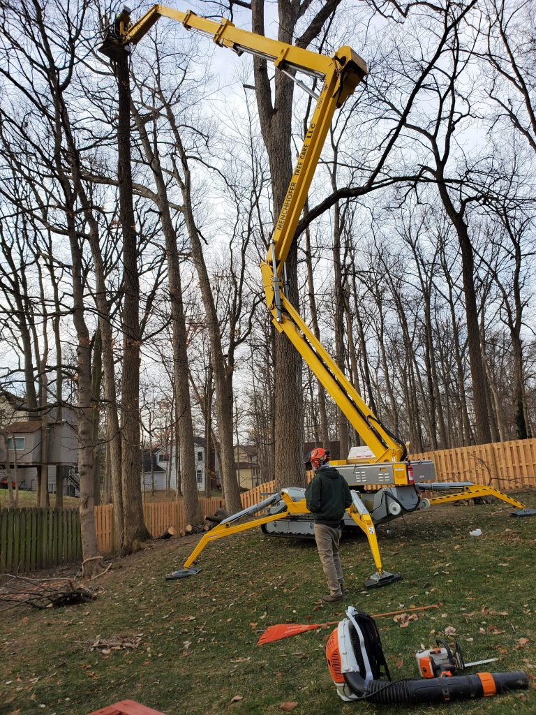 Spider Lift Tree Services 2