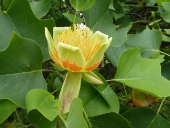 All About The Tulip Tree, The State Tree