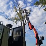 The Basics of Tree Trimming & Pruning